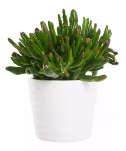 Crassula mix 12 cm