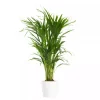 Dypsis Lutescens - Arecapalme 21 cm