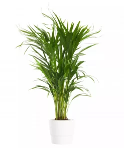 Dypsis Lutescens - Arecapalme 21 cm