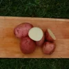 Settepotet 'Beate' 2,5 kg