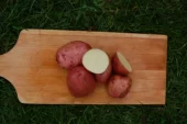 Settepotet 'Beate' 2,5 kg