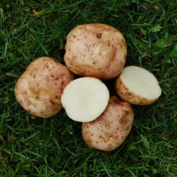 Settepotet 'Kerss Pink' 2,5 kg