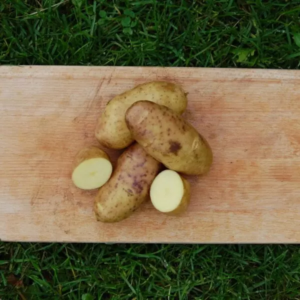 Settepotet 'Mandel' 2,5 kg