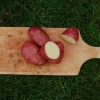 Settepotet 'Asterix' 2,5 kg