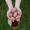 Settepotet 'Evolution' 2,5 kg