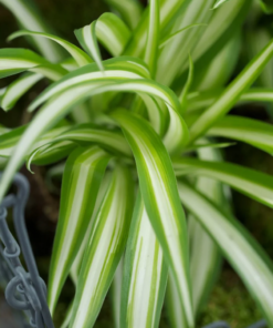 Chlorophytum - Grønnrenner 14 cm ampel