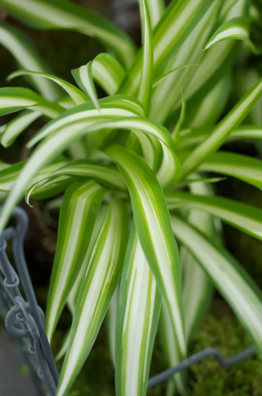 Chlorophytum - Grønnrenner 14 cm ampel