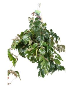 Cissus Ellen Danica - Stuevin ampel 19 cm