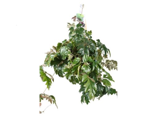 Cissus Ellen Danica - Stuevin ampel 19 cm