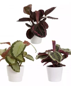 Calathea - Fiskebensplante 12 cm