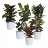 Calathea - Fiskebensplante 19 cm