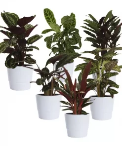 Calathea - Fiskebensplante 19 cm