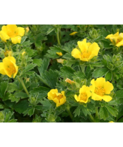 Potentilla - Buskmure 23 cm