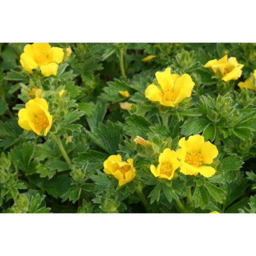 Potentilla - Buskmure 23 cm