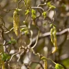 Corylus Contorta - Vrihassel 60-80 19 cm