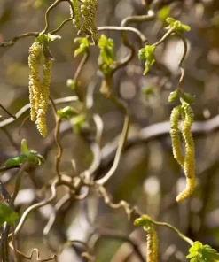 Corylus Contorta - Vrihassel 60-80 19 cm