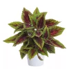 Coleus - Praktspragle 13 cm
