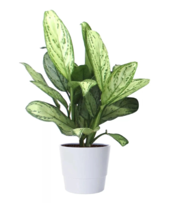 Aglaonema - Sjømannstrøst 14 cm