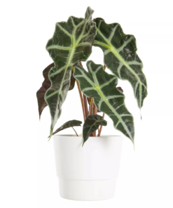 Alocasia - Elefantøre Polly 12 cm