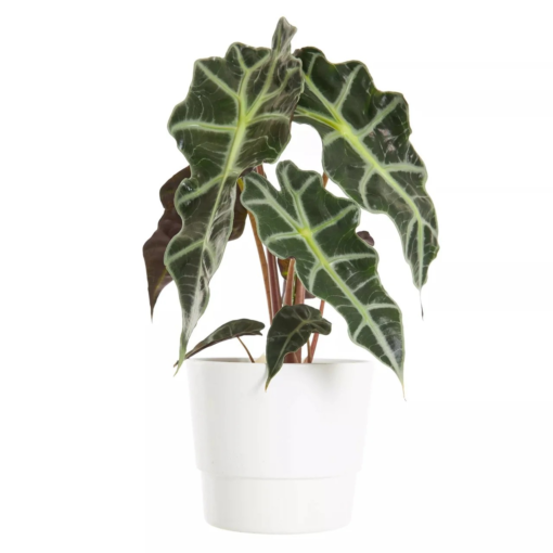 Alocasia - Elefantøre Polly 12 cm