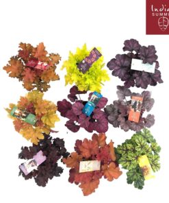 Alunrot - Heuchera 19 cm