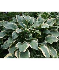 Hosta - Bladlilje 15 cm