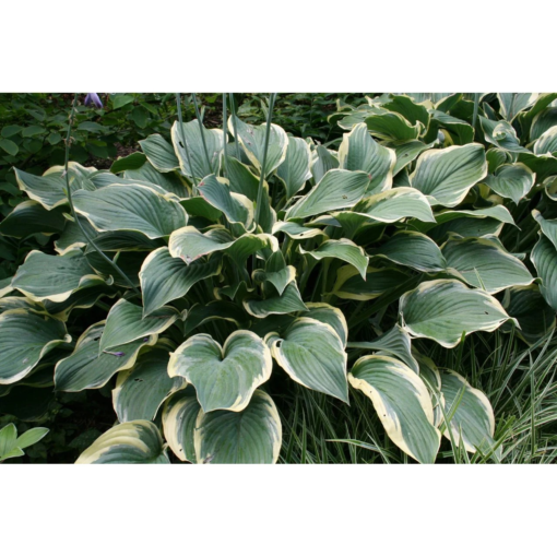 Hosta - Bladlilje 15 cm