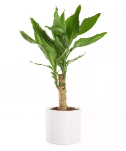 Dracaena Fragrans - Draketre 11 cm 1 st.