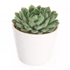 Echeveria - Rosetturt 12 cm