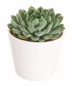 Echeveria - Rosetturt 12 cm