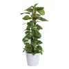 Epipremnum Aureum - Gullranke 24 cm mosstok