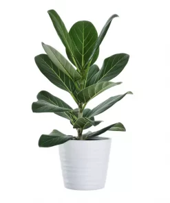Ficus Benghalensis - Poppelfiken 17 cm