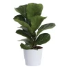Ficus Lyrata - Fiolinfiken 17 cm