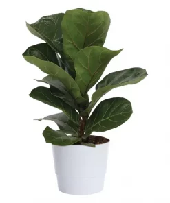 Ficus Lyrata - Fiolinfiken 17 cm