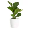 Ficus Lyrata - Fiollinfiken 'Bambino' 12 cm