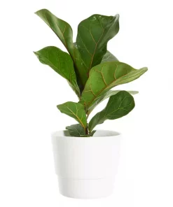 Ficus Lyrata - Fiollinfiken 'Bambino' 12 cm