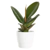 Ficus Robusta - Gummifiken 12 cm