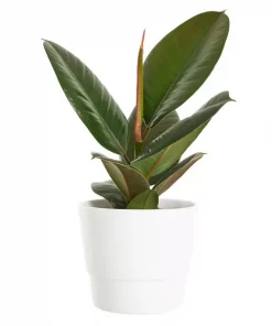 Ficus Robusta - Gummifiken 12 cm