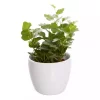 Hedera - Eføy 12 cm