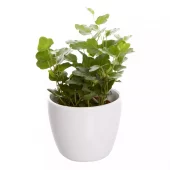 Hedera - Eføy 12 cm