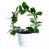 Hoya - Porselensplante Australis 12 cm bøyle