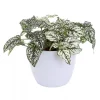 Hypoestes - Polkadot 12 cm