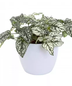 Hypoestes - Polkadot 12 cm