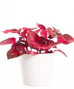 Iresine - Blodblad 'Rich Redstar' 13 cm