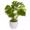 Monstera - Vindusblad 17 cm