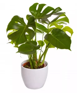 Monstera - Vindusblad 17 cm