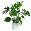 Monstera - Vindusblad 21 cm