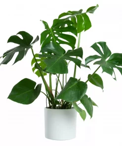 Monstera - Vindusblad 21 cm