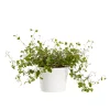 Muehlenbechia - Pletter 11 cm