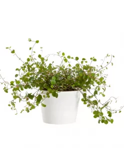 Muehlenbechia - Pletter 11 cm